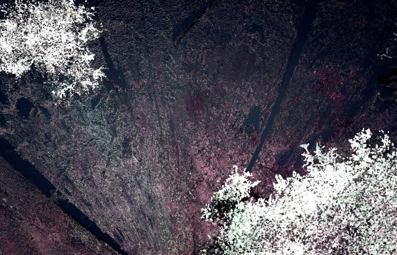 Looking down on a 3D digital scan of two trees in a forest
