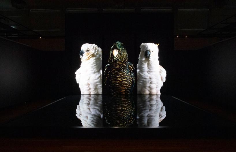 A large screen in an exhibition space with 3 cockatoos pictured on it. The cockatoos are also reflected in a pool of water on the floor.